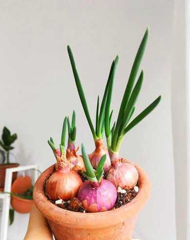 盆栽洋葱什么时候能吃 洋葱什么时候种植