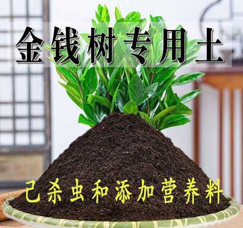 金钱花用什么土种植好 金钱树适合什么土种植