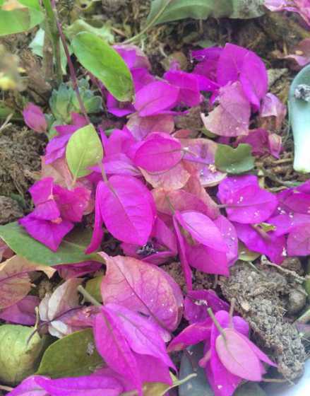才开的花朵为什么会掉 栀子花为什么还没开就落了
