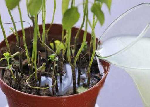 什么是植物喜欢淘米水 淘米水适合浇什么花