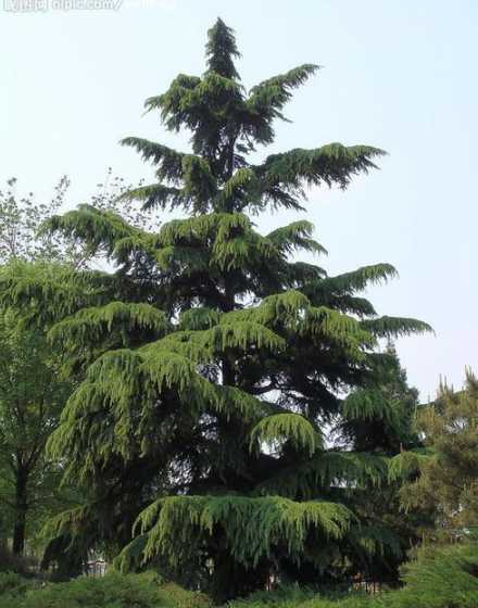 北方地区都能种什么树 适合北方种植的果树