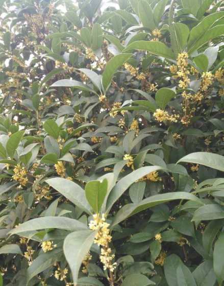 枝条长的是什么啥桂花 桂枝是桂花树上的枝吗