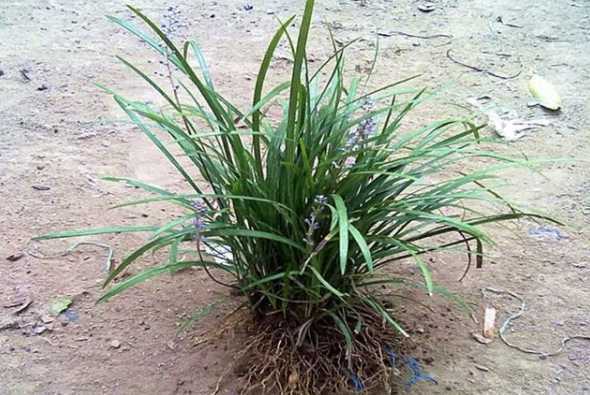 麦冬草每平方种多少棵 麦冬一平方米栽植多少斤