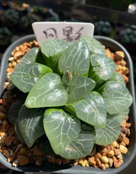 多肉植物寿物寿怎么养 多肉植物寿怎么养