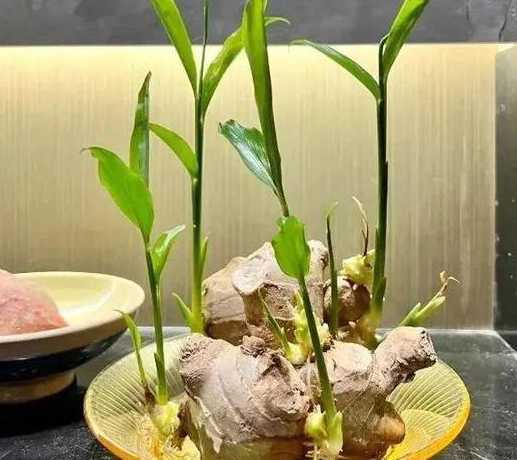 水培生姜怎么种植盆栽 红薯水培育苗技术