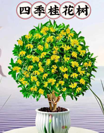 家里盆栽什么树有香气 家里适合养哪些盆栽树