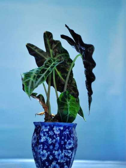 为什么盆栽植物阴气重 家里为什么不能放绿萝发财树
