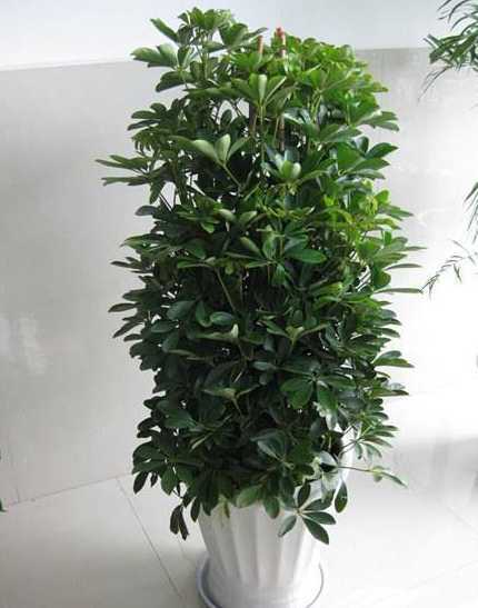 摇钱树盆栽是什么样的 盆栽摇钱树怎样养殖