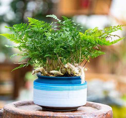 室内喜阴植物有些什么 喜阴好养的室内植物有哪些