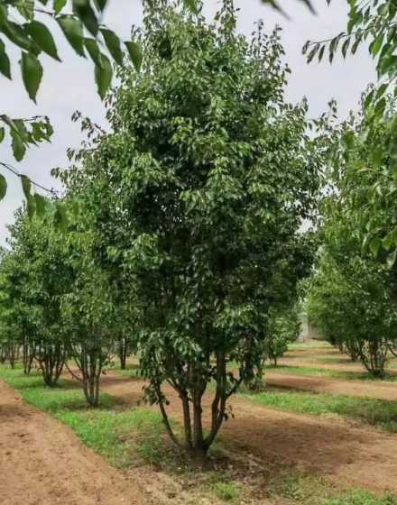 彩叶豆梨适合哪里种植 彩叶豆梨能打灭草剂吗