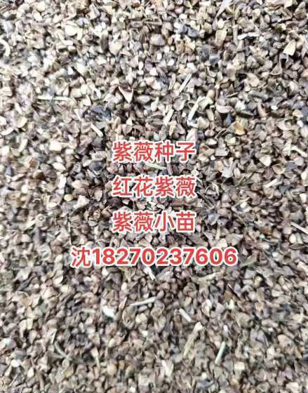 紫薇树种子什么时候收 怎样培养紫薇树盆景