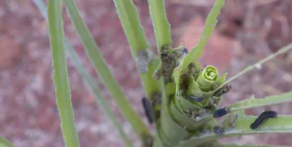 家里为什么会有粘粘虫 家里一开灯就有许多小虫子怎么办