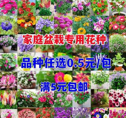 夏天播花种要注意什么 玫瑰花的种植方法和注意事项