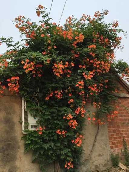 居室种什么藤本植物好 现在阳台种什么藤蔓植物遮阳好
