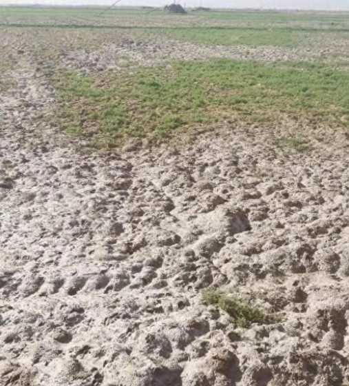 盐碱地如何降低地下水 盐碱地如何改良