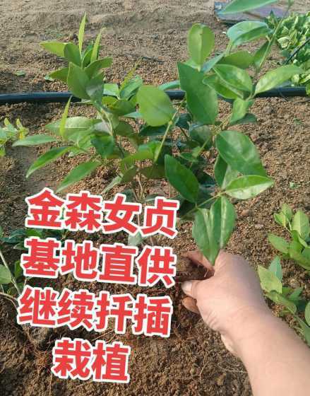 金森女贞什么季节扦插 绿地大面积金森女贞卷叶子是什么原因