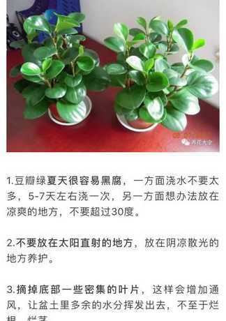 豆瓣绿豆瓣绿怎么养护 家里的豆瓣绿怎么养