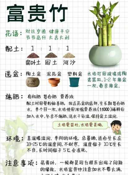 富贵竹为什么要种四条 家里种富贵竹,种几株比较好