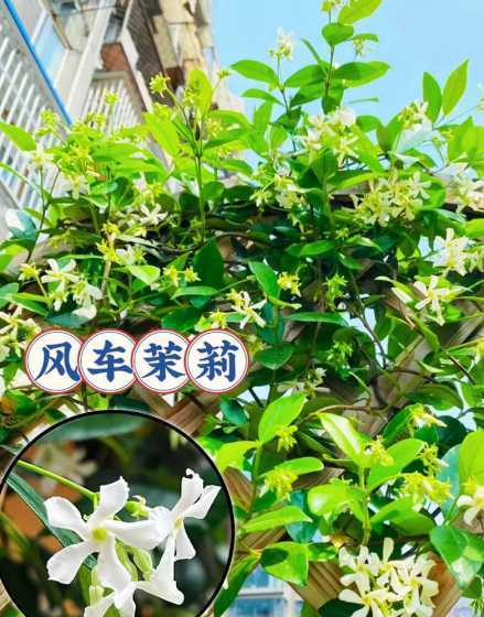 风车茉莉冬天怎么打理 风车茉莉冬天怎么养,能耐多少度的寒冷低温