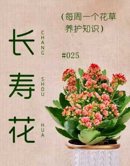 为什么长寿花不用浇水 长寿花和仙人掌是不是一样会吸水几个月不用浇水