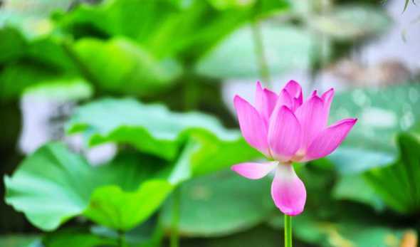 夏天有什么植物变化大 夏天的植物有什么变化