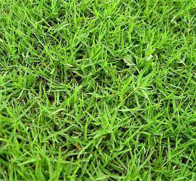 马尼拉草属于什么植物 马尼拉草坪草什么科