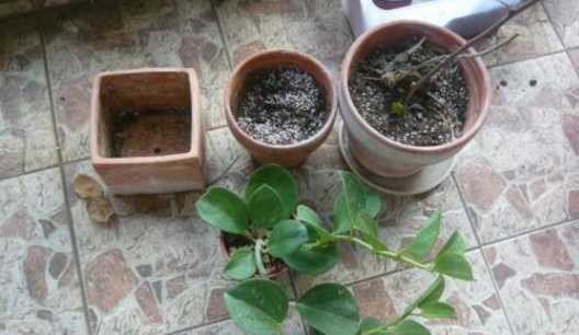 什么季节给花换土好呢 给花换土什么时间换好