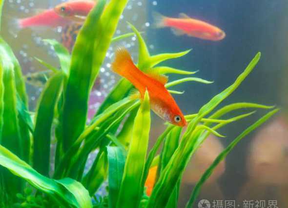 什么植物适合与鱼水培 哪些水培植物可以和鱼共养