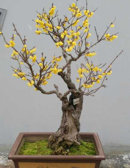 腊梅配什么颜色的花盆 红色的花盆适合种什么