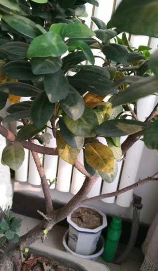 盆栽榕树掉叶子怎么办 盆栽榕树掉叶子怎么救