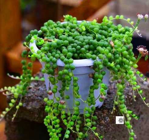 多肉里面放什么长得好 多肉植物放在家里风水适合放哪里