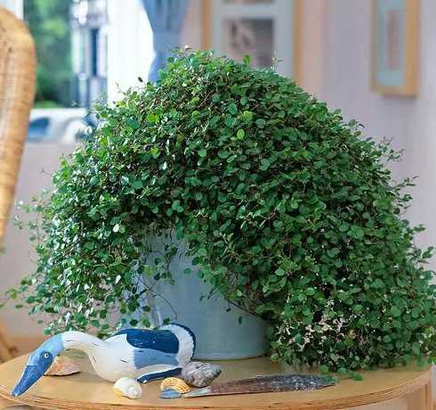 植物千叶吊兰怎么养护 吊兰有哪些特点,怎么栽培