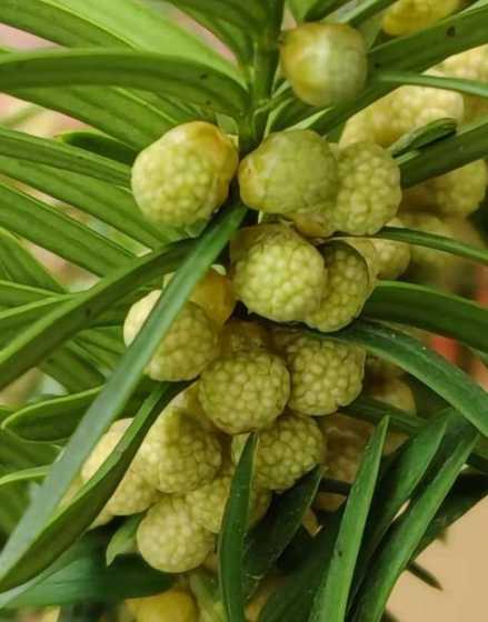 结果红豆杉树多少一颗 红豆杉放家里好么