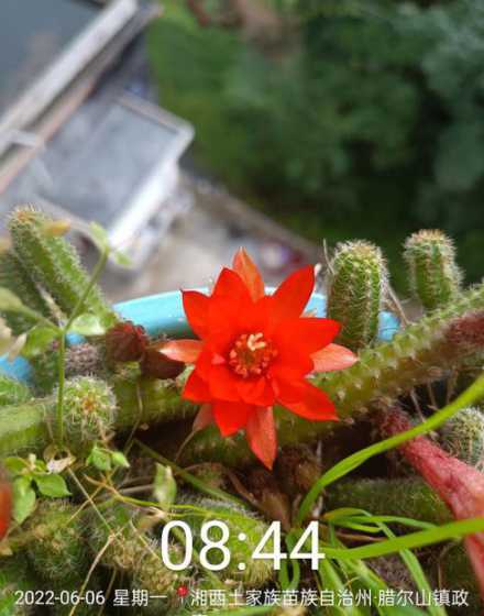 仙人虫怎么养才会开花 怎样养蟹爪兰才会开花