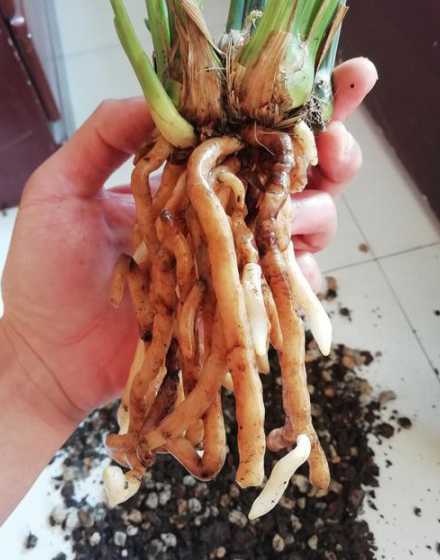 兰花水培怎么保持生根 兰花最简单的水培方法