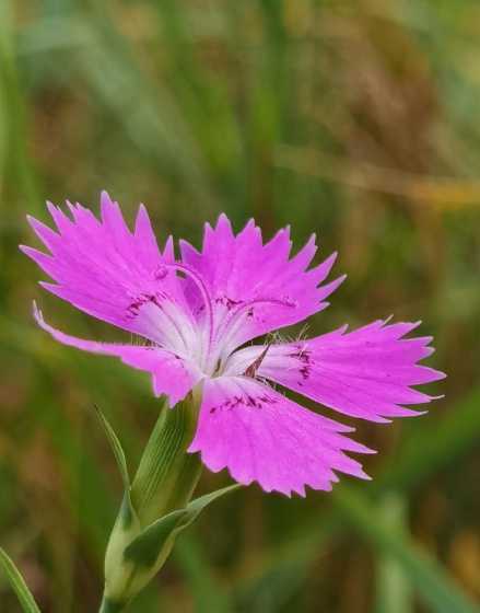 石竹是什么日照植物吗 石竹花的花语是什么..