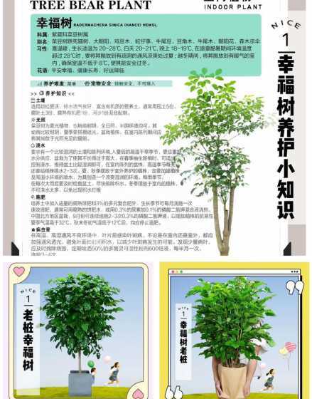 怎么样让幸福树长新枝 幸福树怎样让它重新发芽叶子下垂,想让它重冒新枝