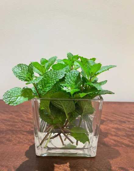 为什么水培薄荷颜色淡 薄荷水培好还是土培好