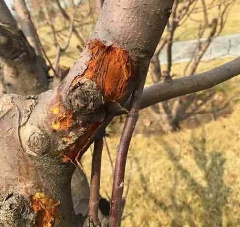 花的树枝为什么会烂呢 烂树枝可以养兰花吗