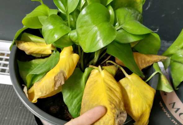 盆栽绿萝为什么叶发黄 夏天绿萝萎蔫,叶片变黄是为什么