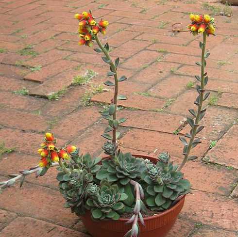 多肉植物丹尼尔怎么养 丹尼尔多肉怎么养,怎么养成老桩