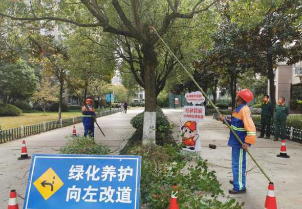 什么时候给香樟树剪枝 香樟最佳的扦插月份是什么时候