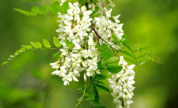 龙爪槐的花是什么样的 紫槐花是什么样子的