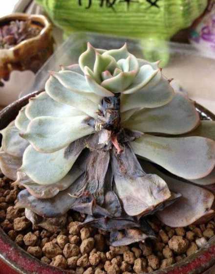 多肉化水黑腐了怎么办 多肉黑腐的原因及解决方法