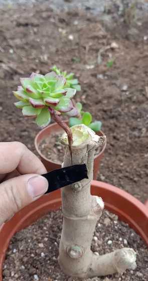 玉树都能嫁接什么多肉 玉树能嫁接什么花