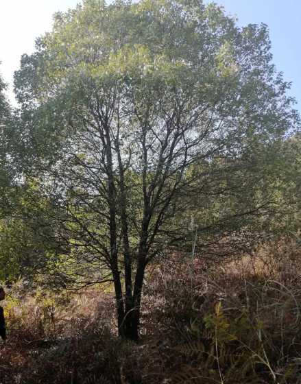 香樟树一亩地栽多少株 种植香樟一亩能种多少株