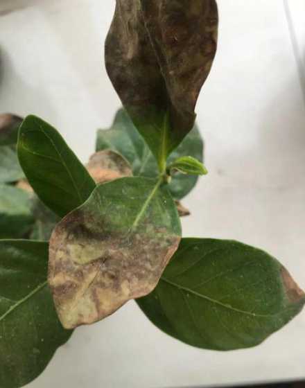 茉莉花叶子为什么发黑 茉莉花叶子变黑 怎么回事