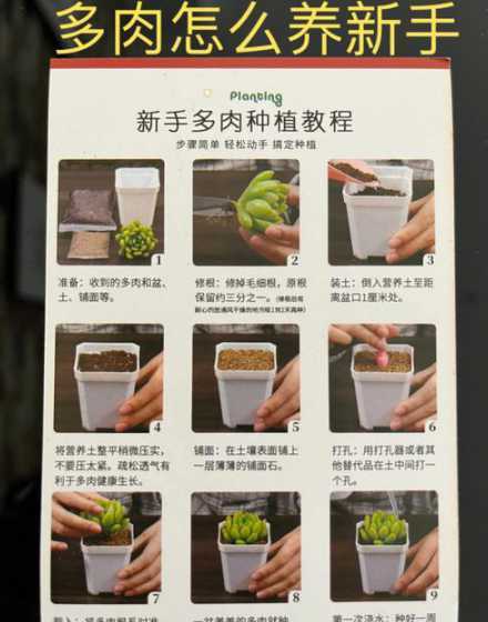 东北多肉怎么养殖技术 多肉的正确养殖方法