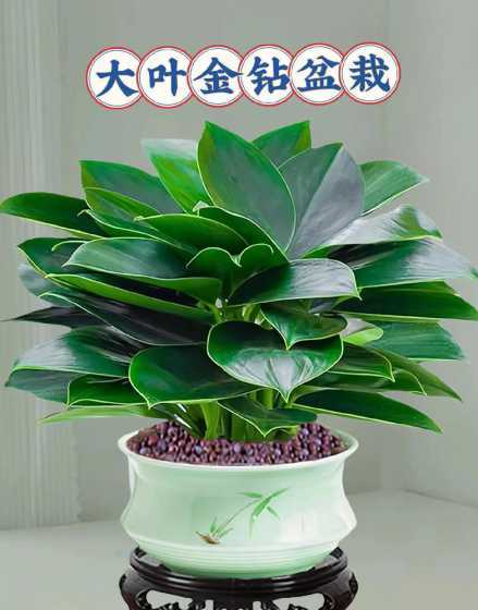 什么绿植适合室内盆栽 适合室内的绿植有哪些(盘点十种室内好养的植物盆栽)