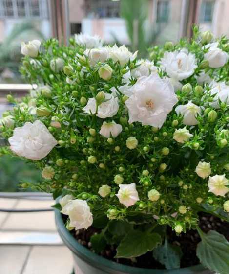 白色梗菊的花语是什么 百日菊的花语是什么